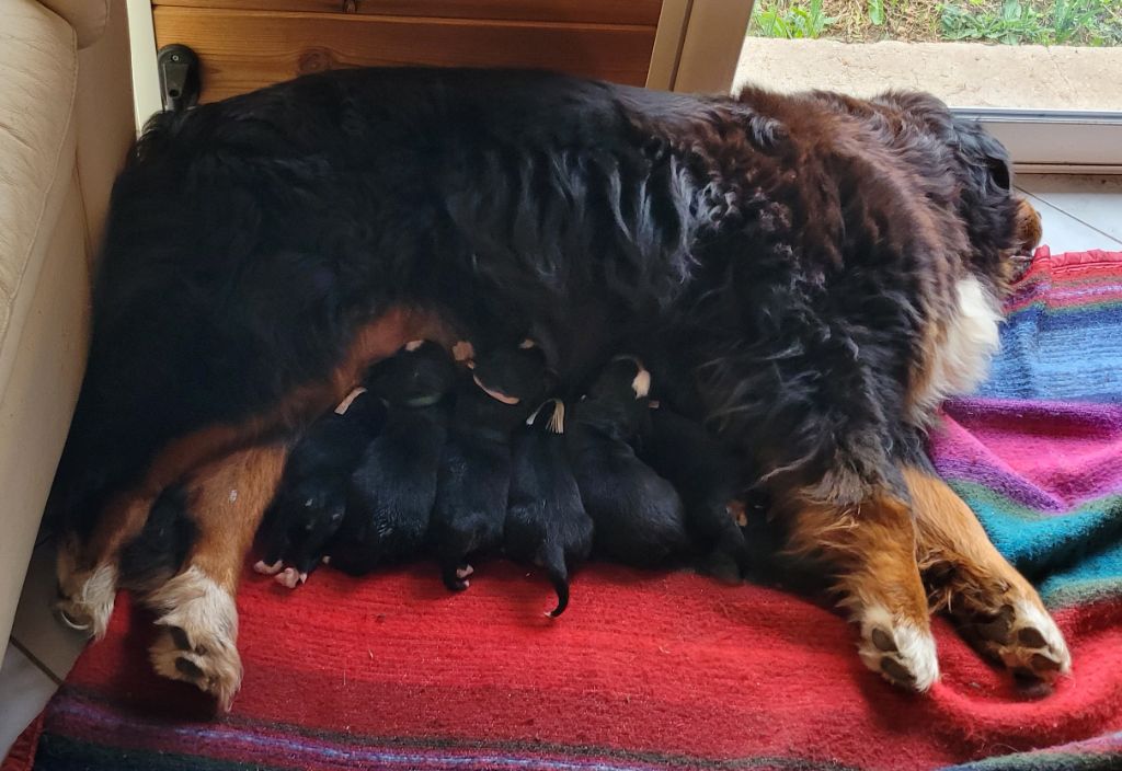 Chiot Bouvier Bernois De La Ferme Du Cheylat