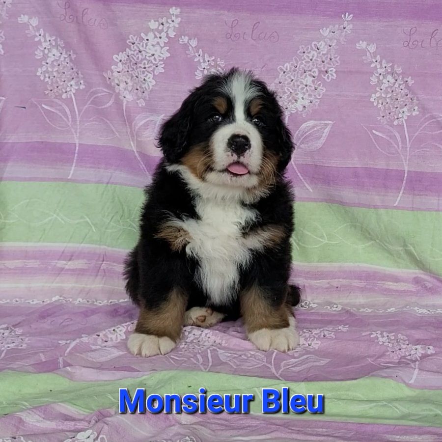 De La Ferme Du Cheylat - Chiots disponibles - Bouvier Bernois
