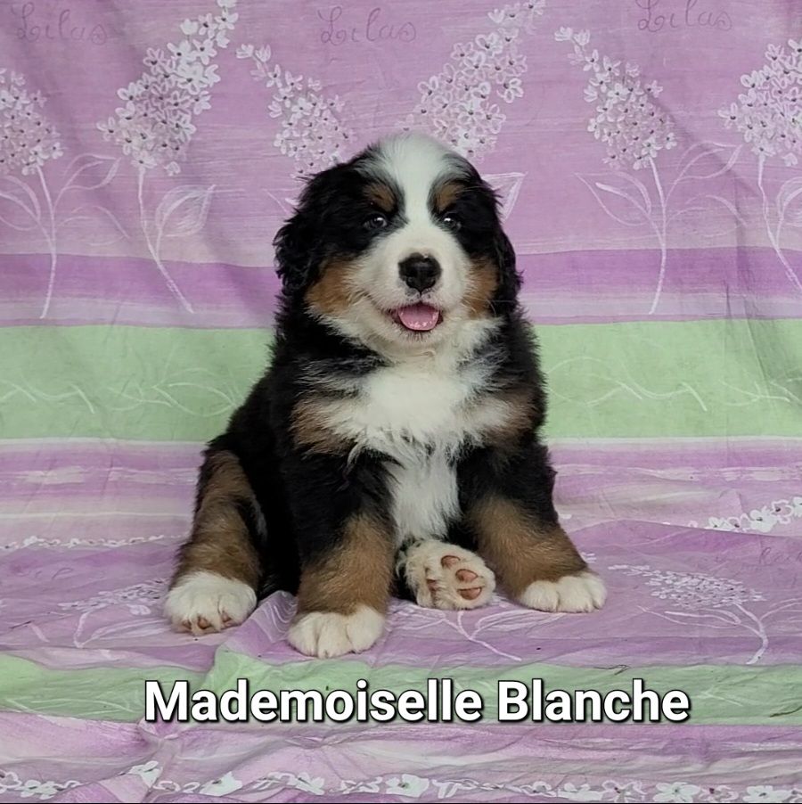 De La Ferme Du Cheylat - Chiots disponibles - Bouvier Bernois